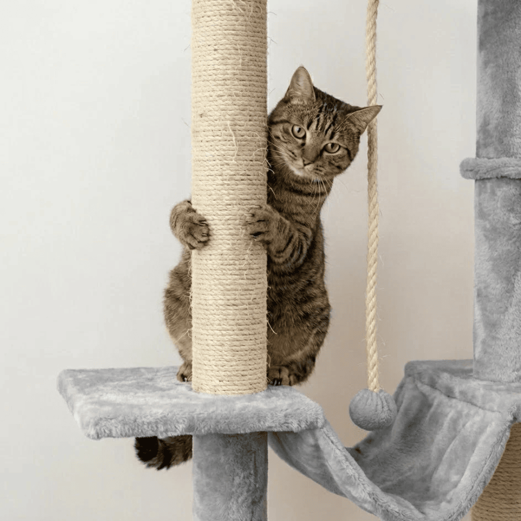 Arbre à chat XXL double étages