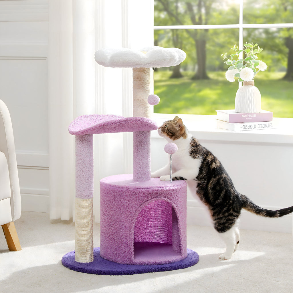 Arbre à chat violet fleur blanche