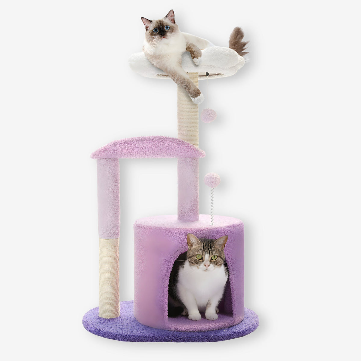 Arbre à chat violet fleur blanche