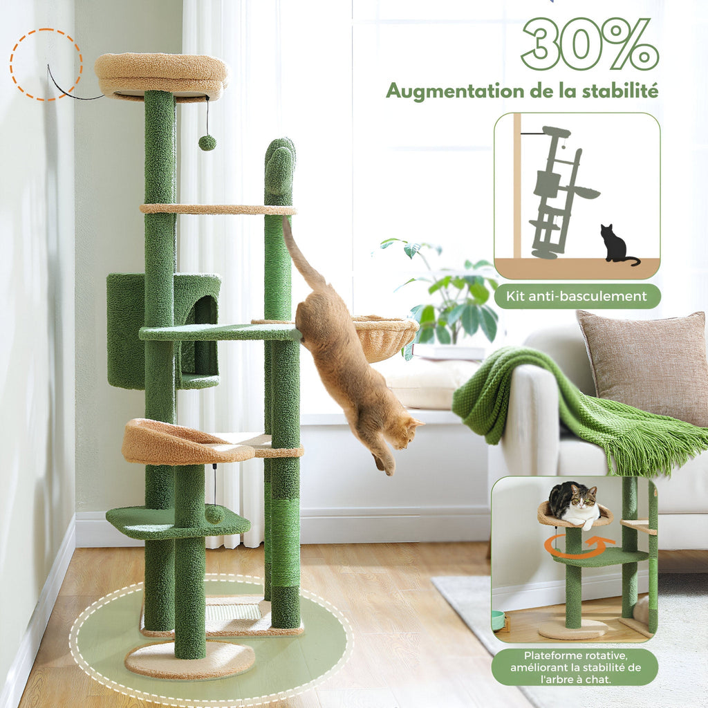 Arbre à chat vert cactus grande taille