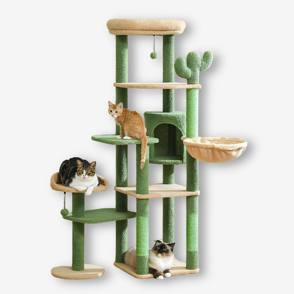 Arbre à chat vert cactus grande taille