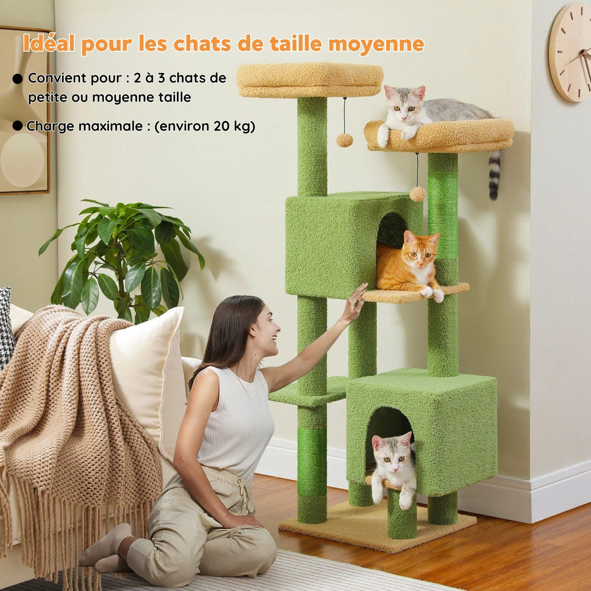 Arbre à Chat de grande taille vert