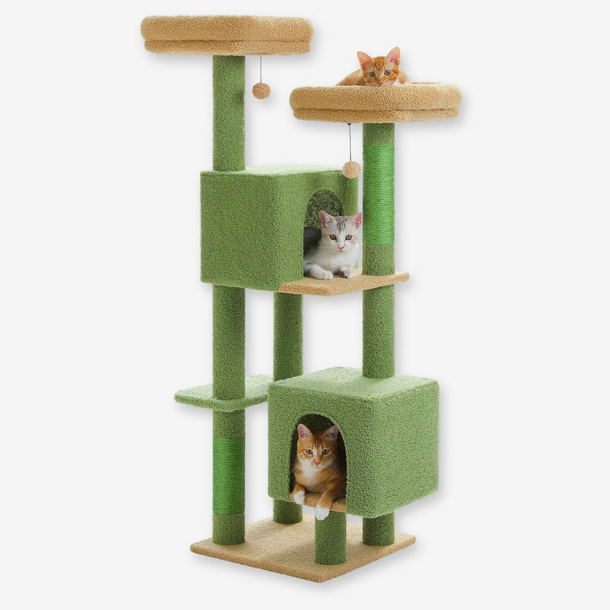 Arbre à Chat de grande taille vert